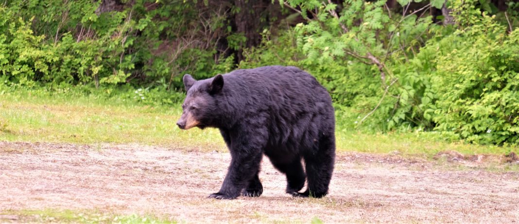 bruce-warrington-KI5e_91eaZo-unsplash-min bear bile china vegan