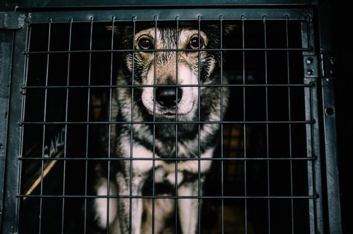 fredrik-ohlander-6L-CyQwz8W8-unsplash-min stolen pets china