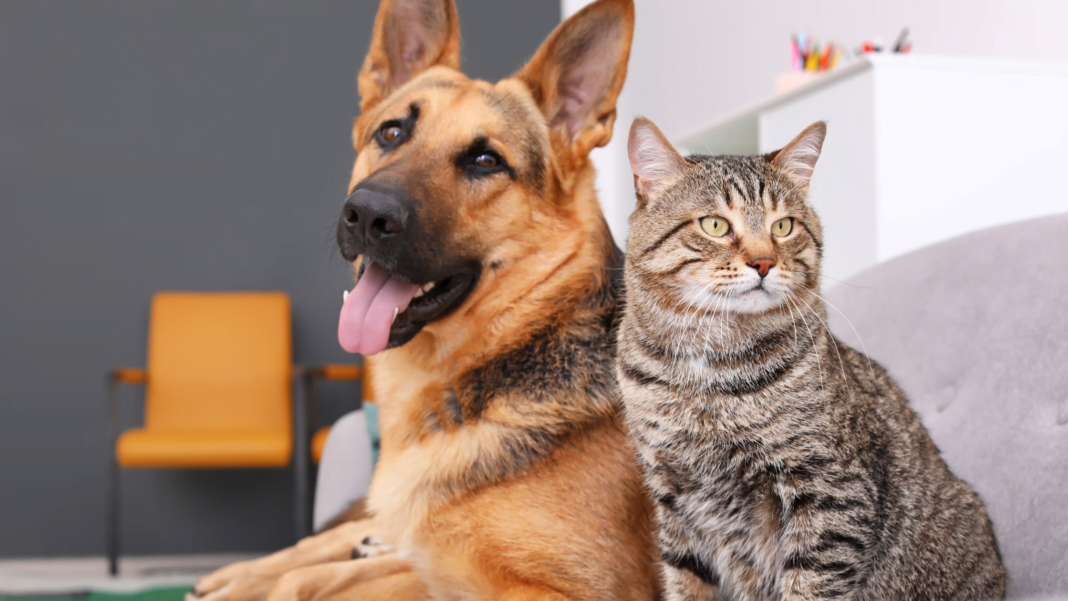 Cats And Dogs A Vegan Diet