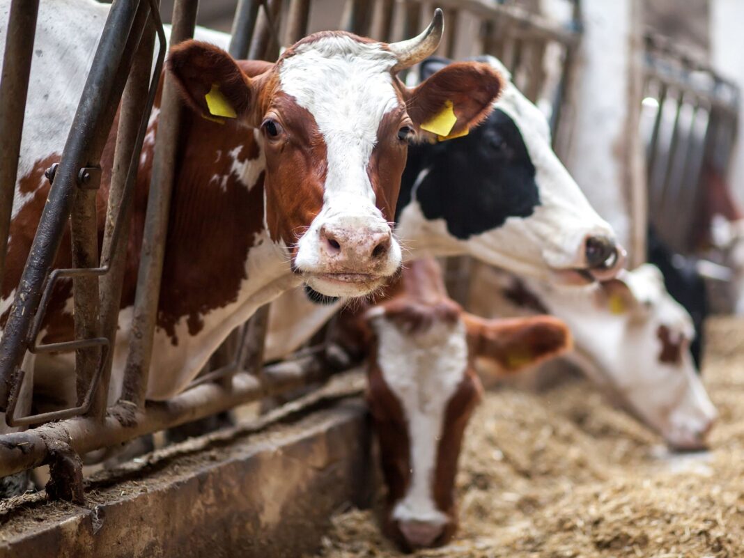 cow leather