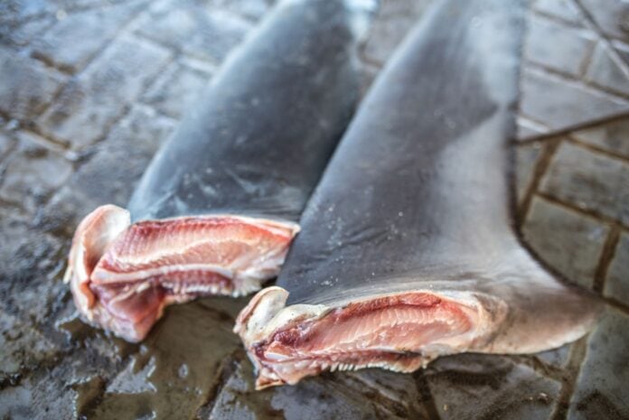 shark finning