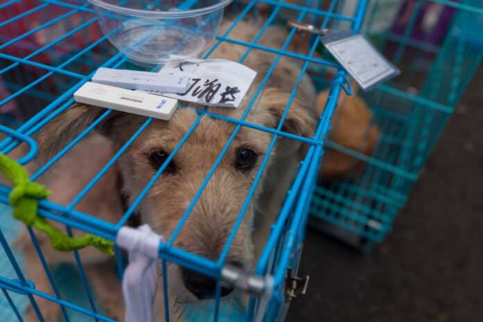 yulin dog festival