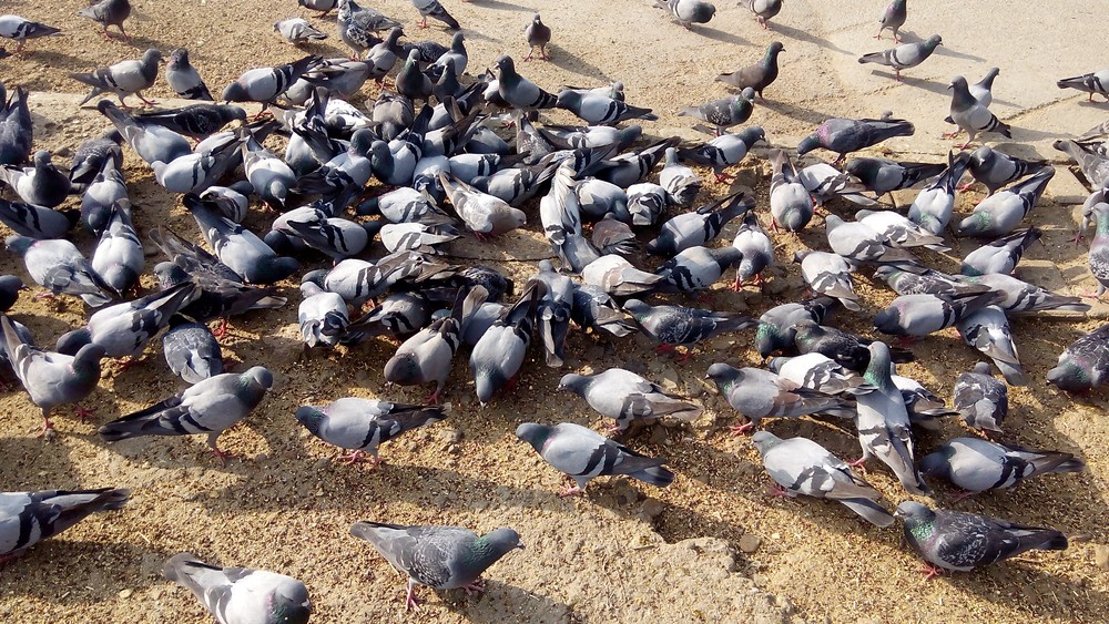 pigeon population