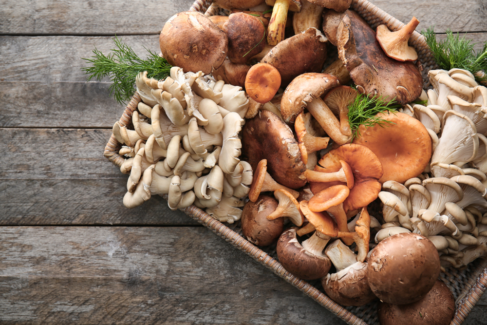 mushroom uses