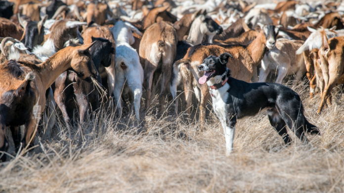 Untitled design (10) ‘Working dogs’ used for hunting and guarding livestock are not protected under the new measures created to improve the ‘safety and welfare of all animals’.